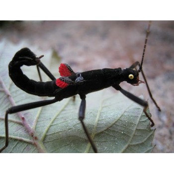 Black Beauty Stick Insect